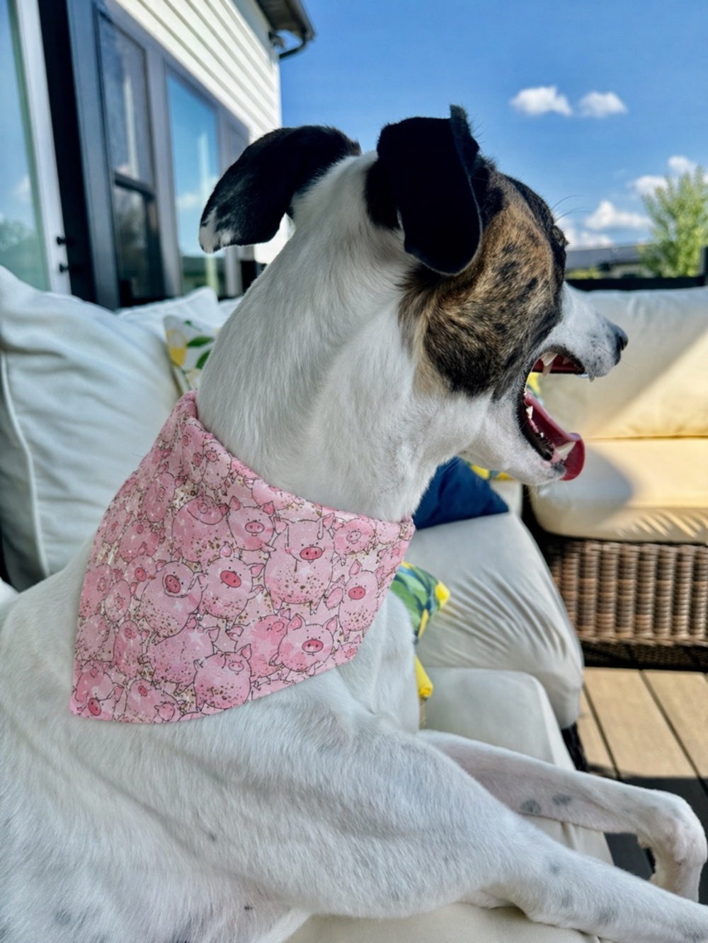 Pink Pig Print Scrunchie Dog Bandana Collar - Size Chart in Photos
